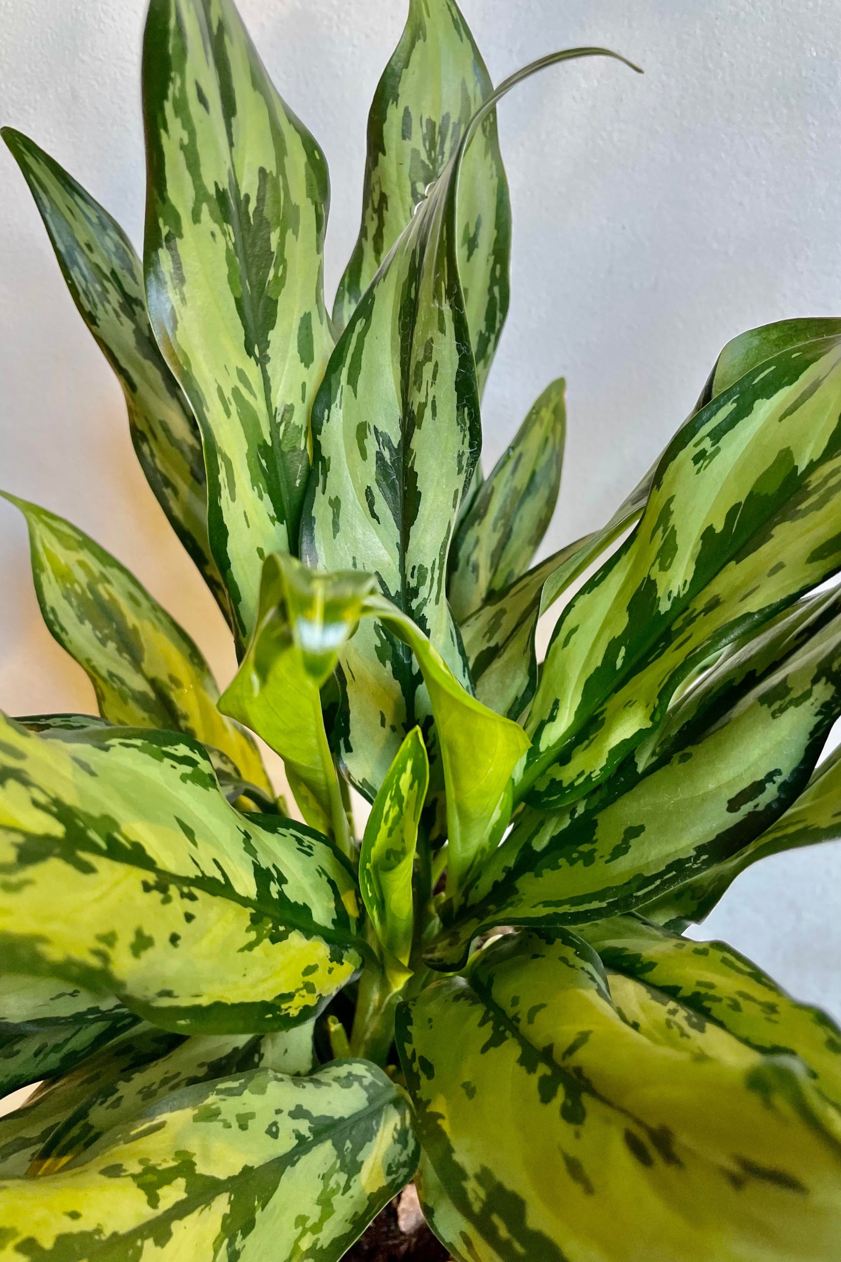 A detailed look at the Aglaonema 'Juliette' 6". ©Sprout Home