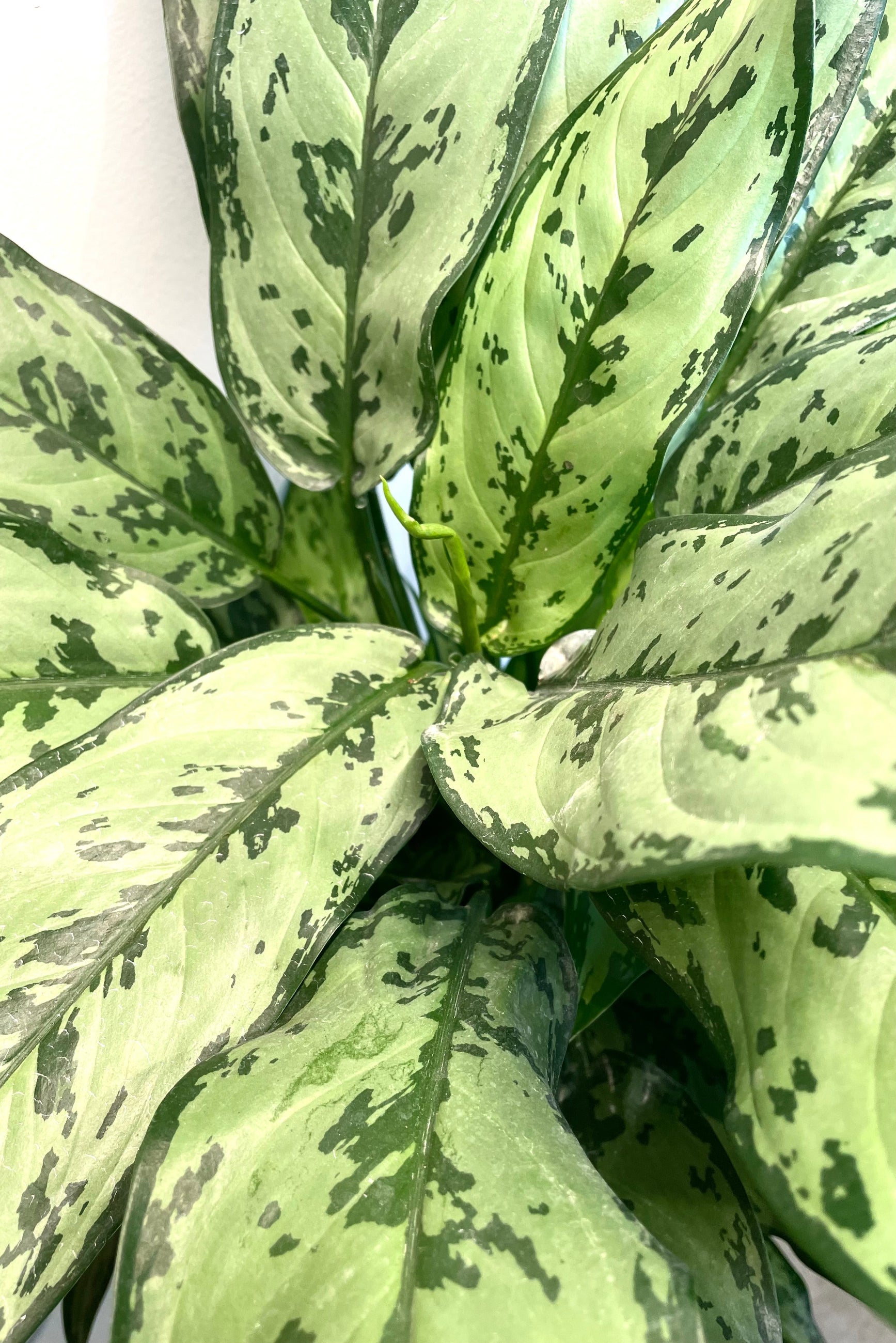 A detailed view of Aglaonema 'Juliette' 8"  ©Sprout Home