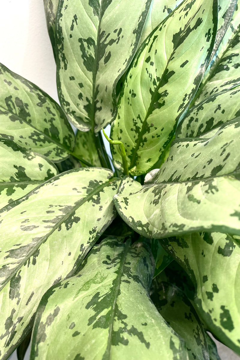 A detailed view of Aglaonema 'Juliette' 8" 