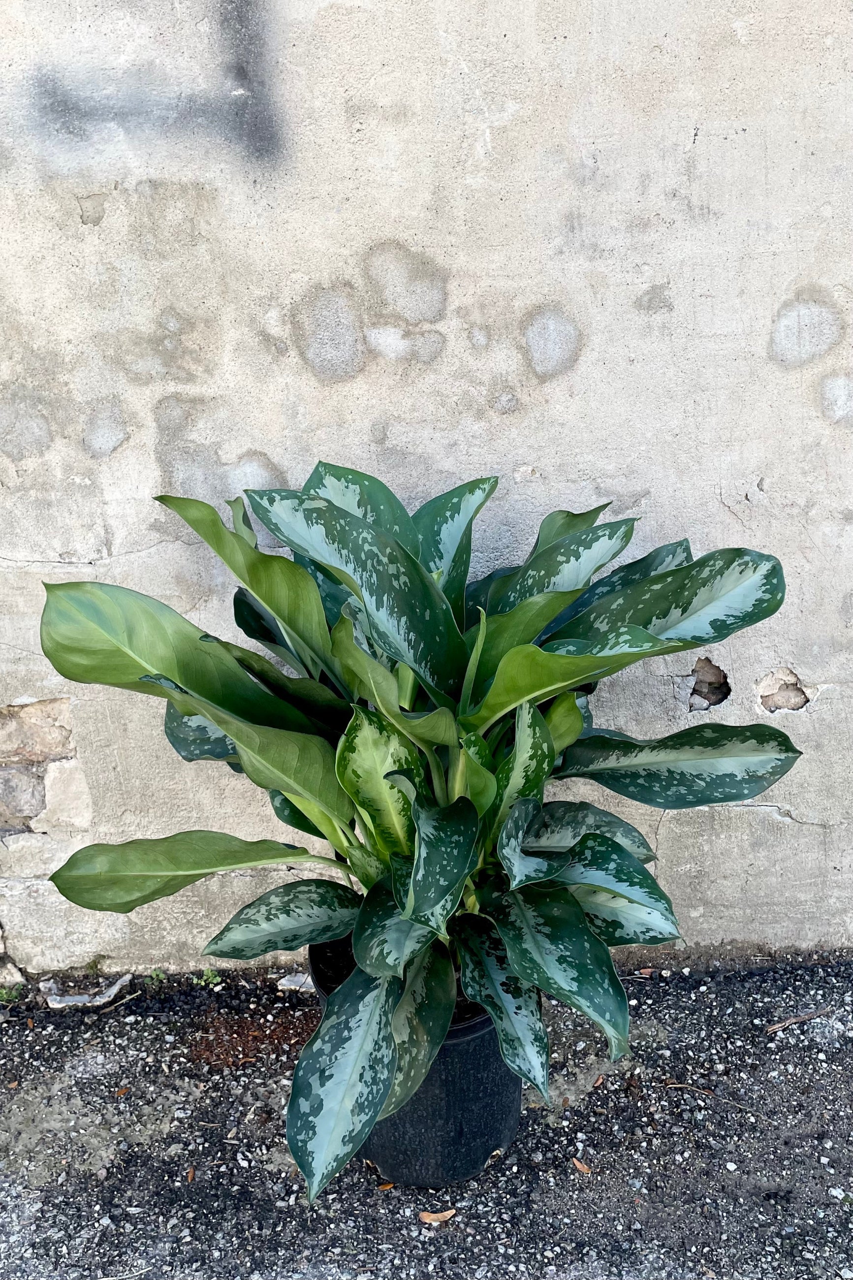 A full view of Aglaonema 'Key Largo' 10" in a grow pot against a concrete backdrop ©Sprout Home