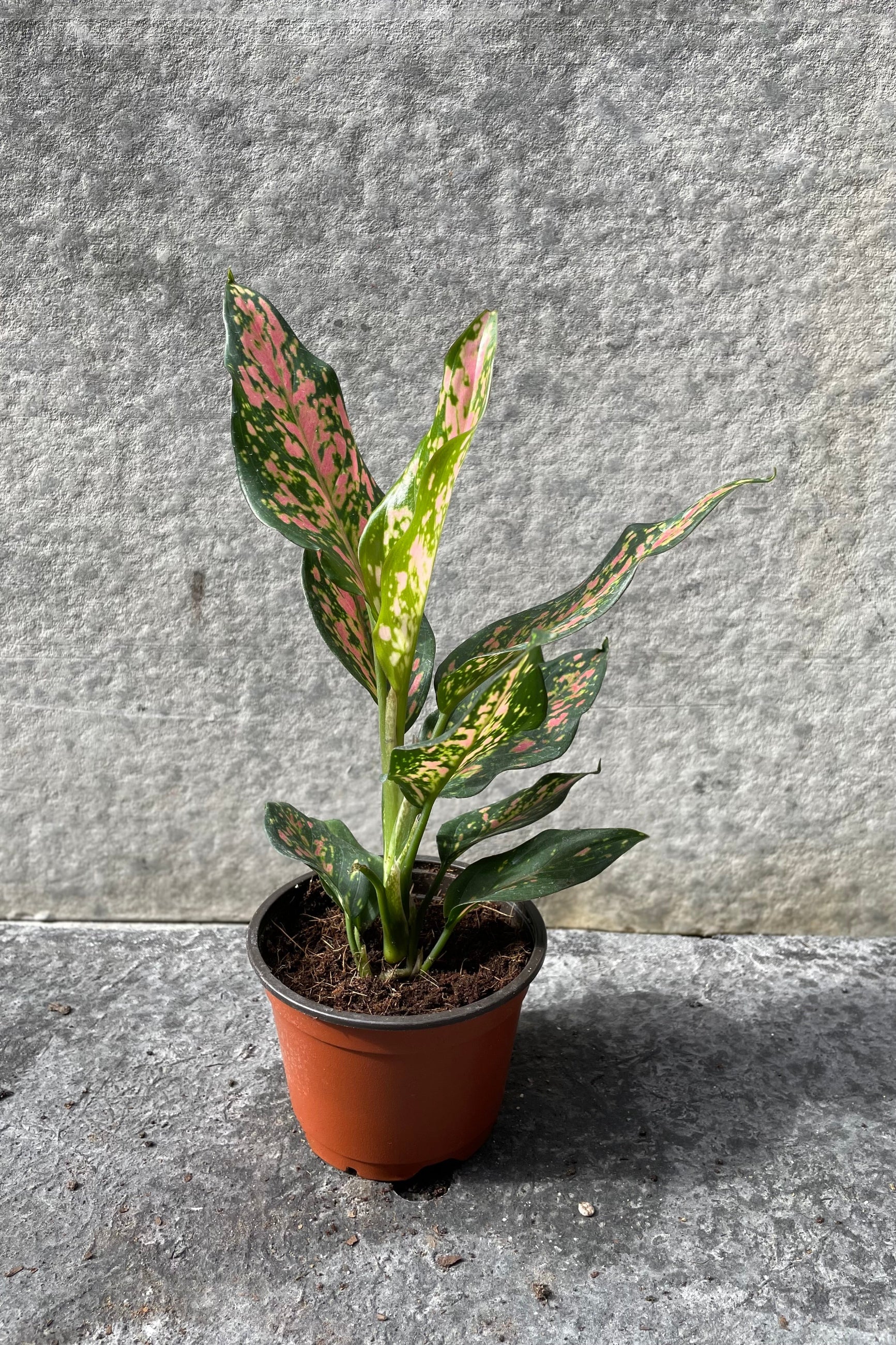 Aglaonema 'Lucky Red' in grow pot in front of grey background ©Sprout Home