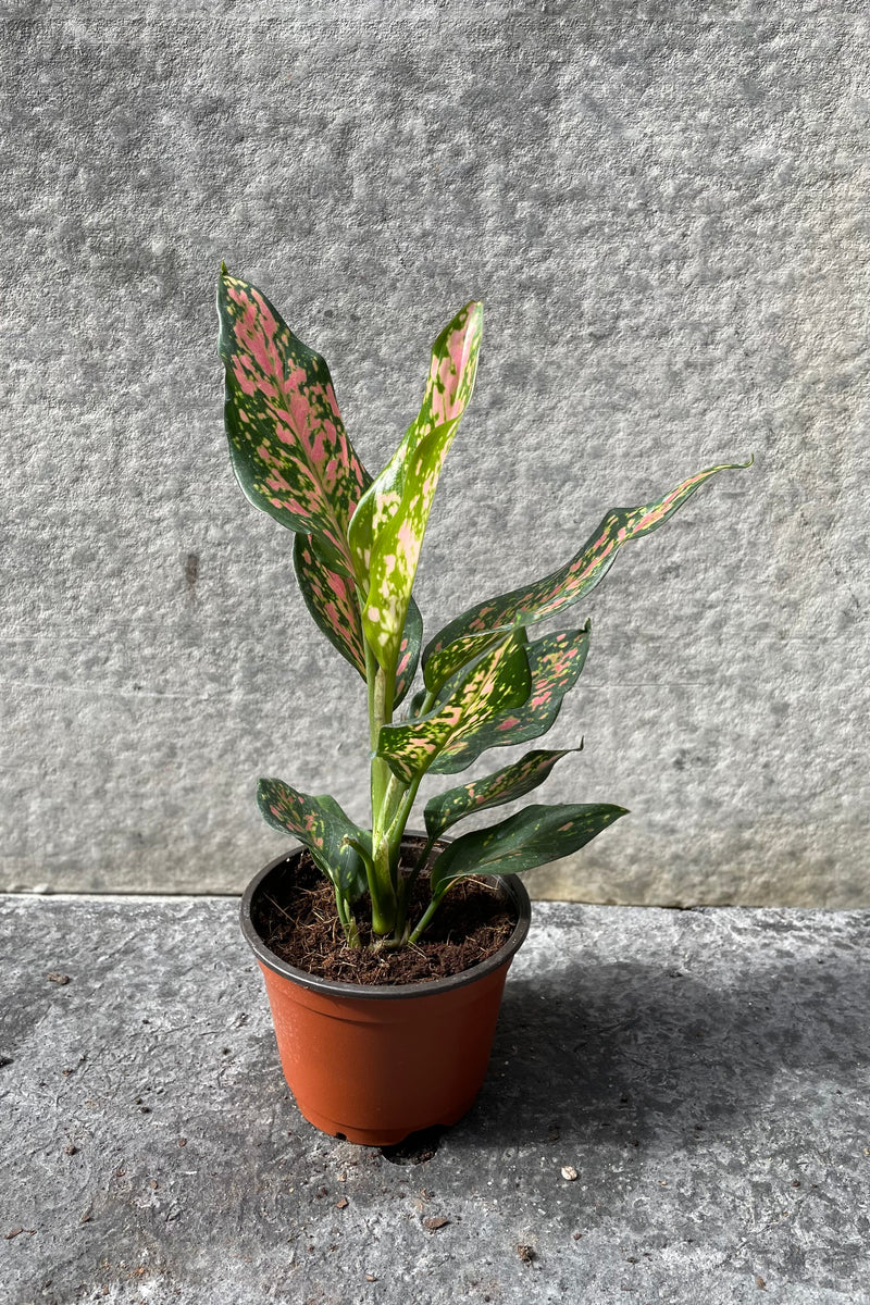 Aglaonema 'Lucky Red' in grow pot in front of grey background
