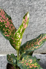 Close up of Aglaonema 'Lucky Red' leaves
