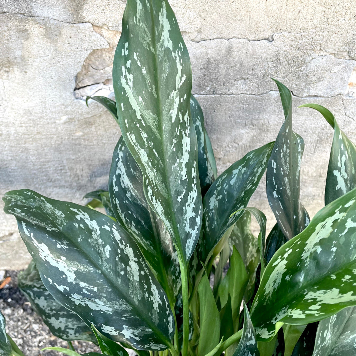 aglaonema maria em beauty Aglaonema 'Maria' 10" at SPROUT HOME
