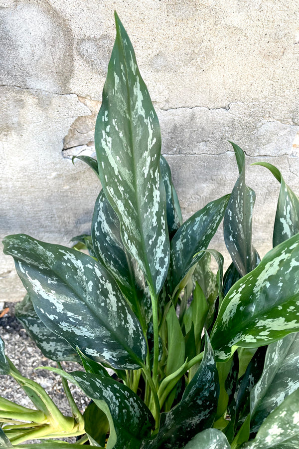 A detailed view of the leaves of the Aglaonema 'Maria' 10" against a concrete backdrop