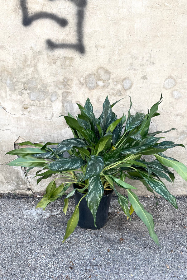 A view of the Aglaonema 'Maria' 10" against a concrete backdrop