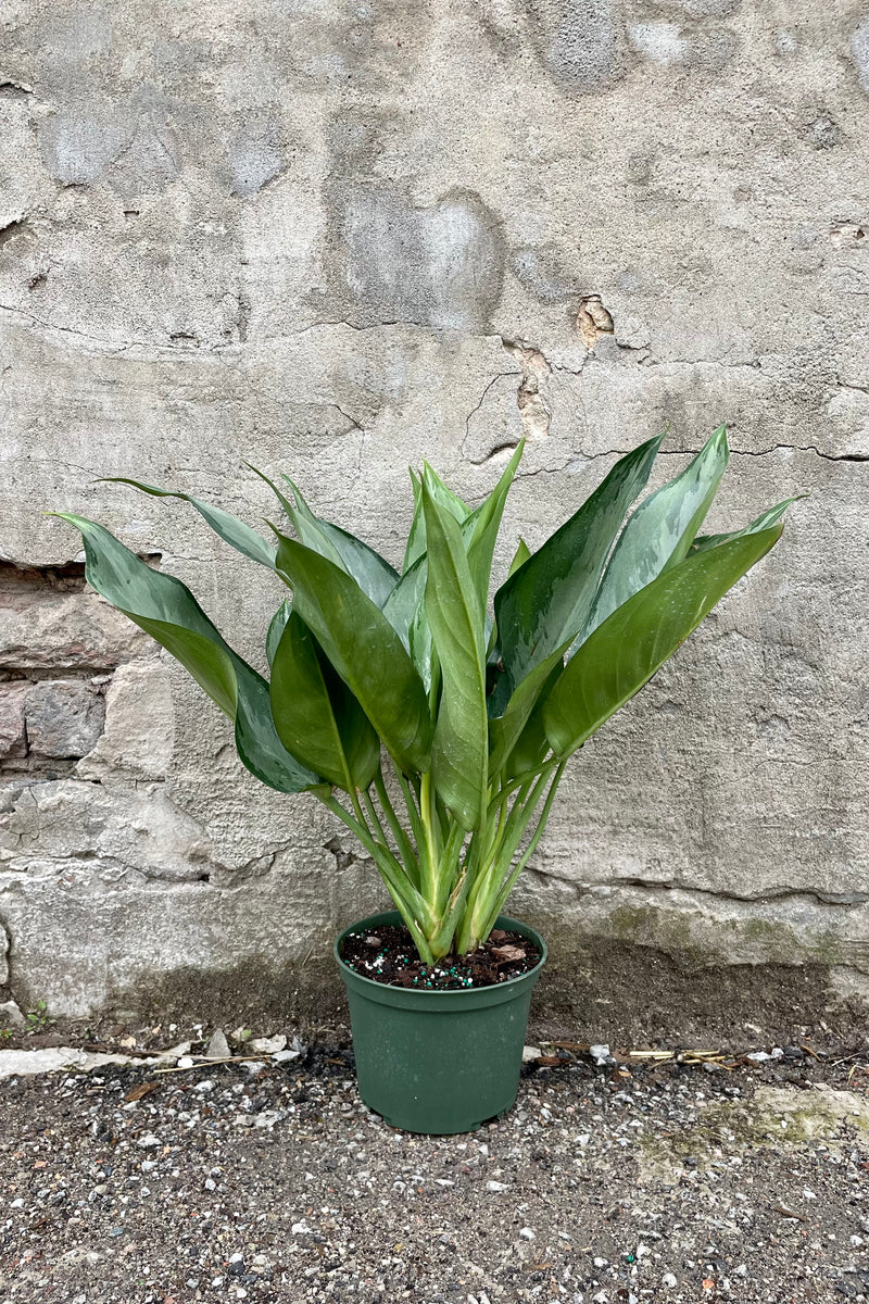 Aglaonema 'Maria' 6" green growers pot with variegated two toned green leaves against a grey wall