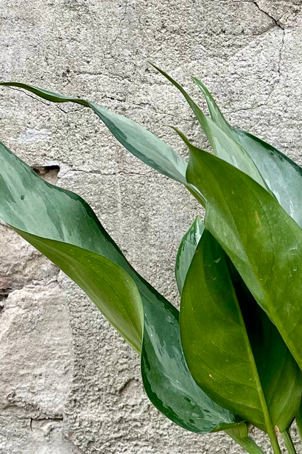 Aglaonema 'Maria' 6" variegated two toned green leaves against a grey wall