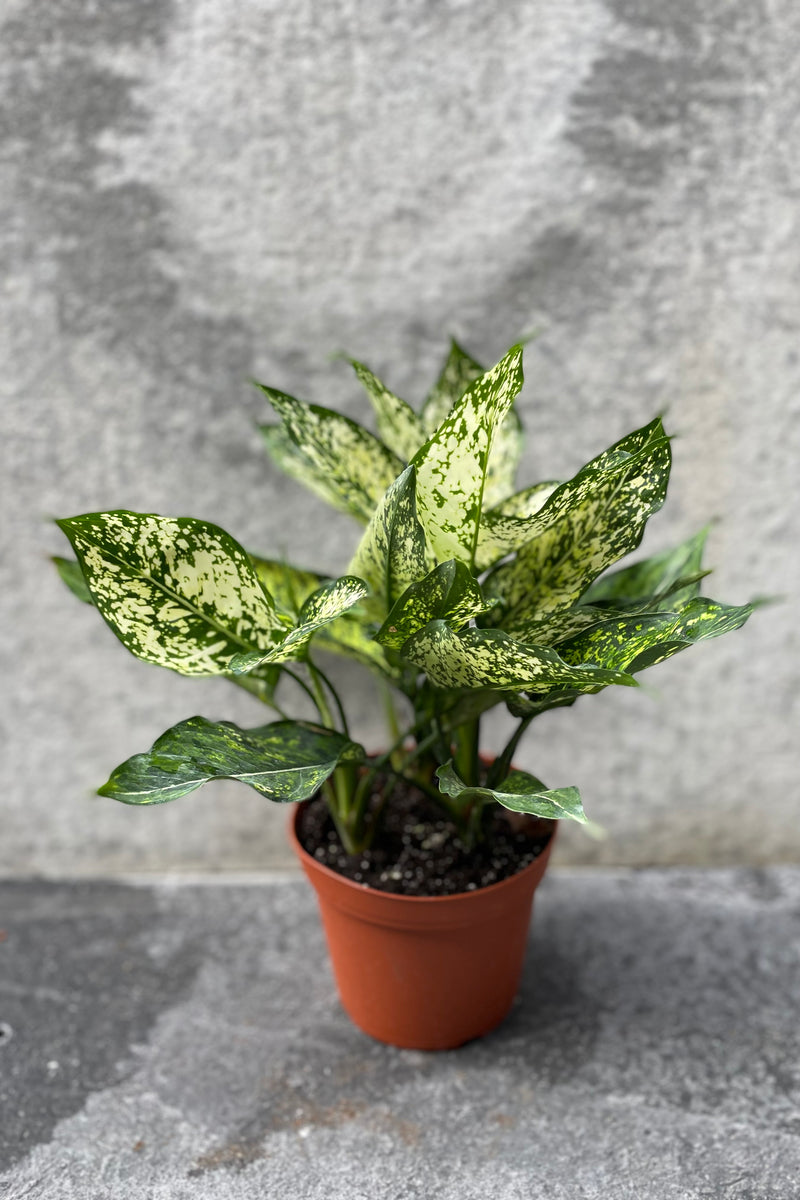 Aglaonema 'Osaka White' in grow pot in front of grey background