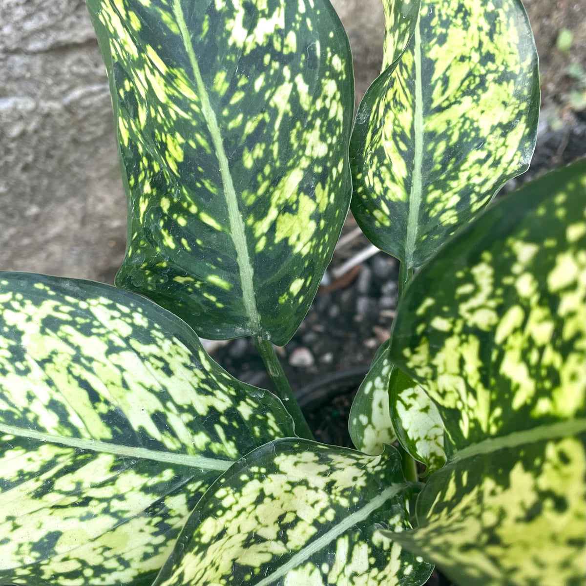 aglaonema osaka white Aglaonema 'Osaka White' 4