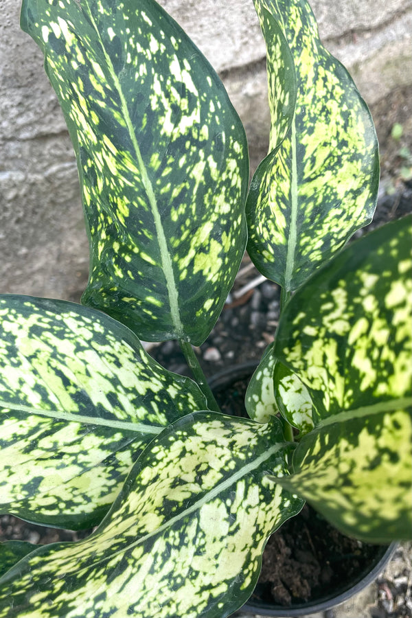 A detailed view of Aglaonema 'Osaka White' 4" against concrete backdrop