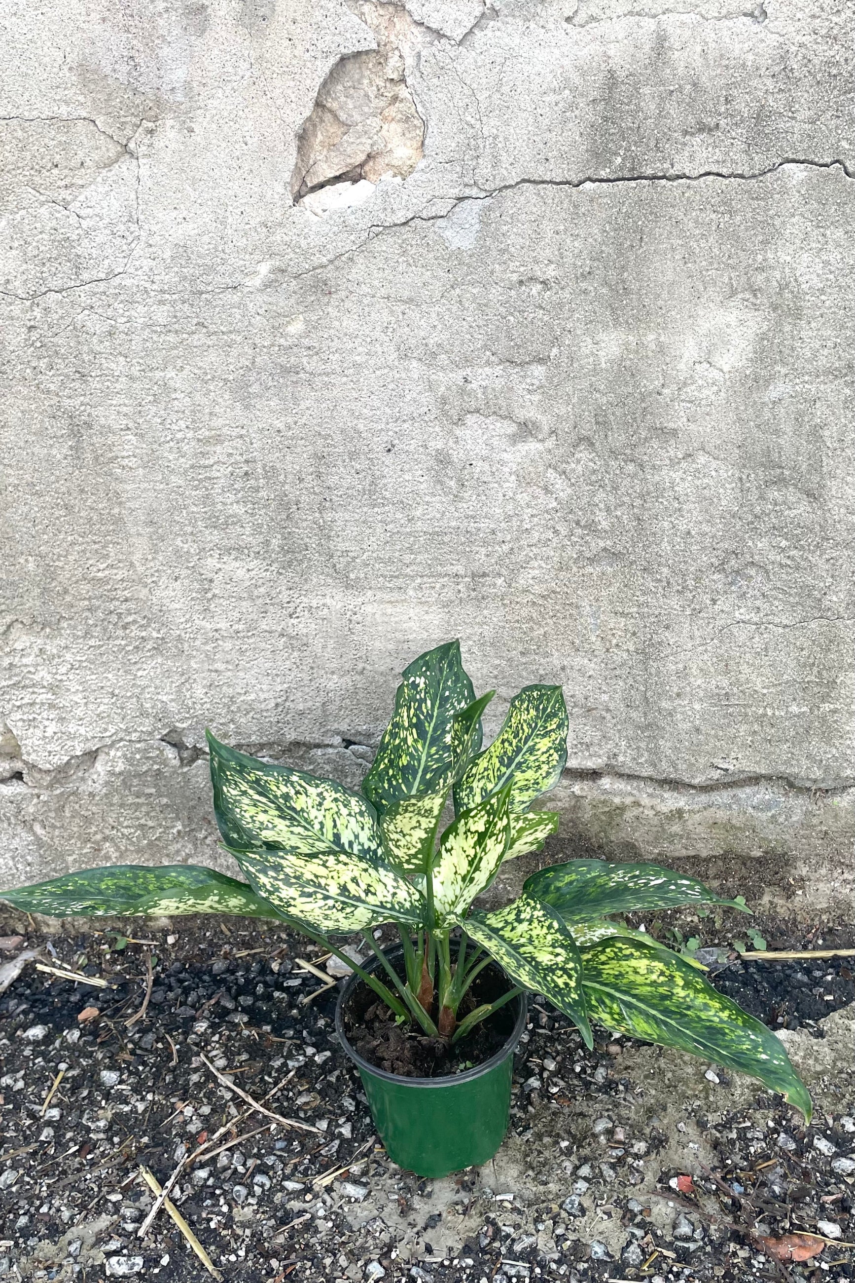 A full view of Aglaonema 'Osaka White' 4" in grow pot against concrete backdrop ©Sprout Home