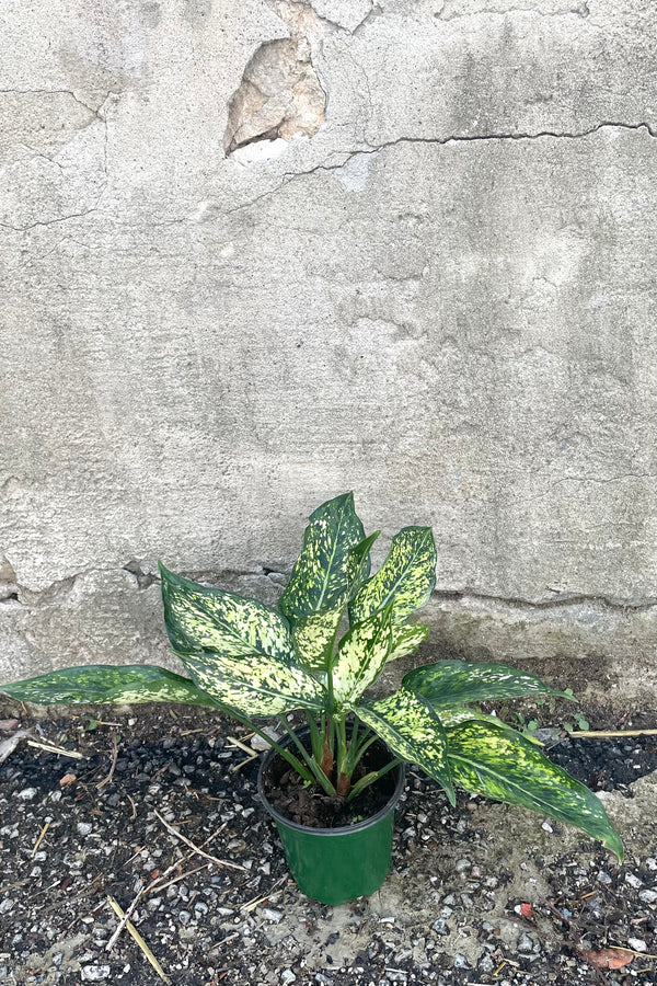 A full view of Aglaonema 'Osaka White' 4" in grow pot against concrete backdrop