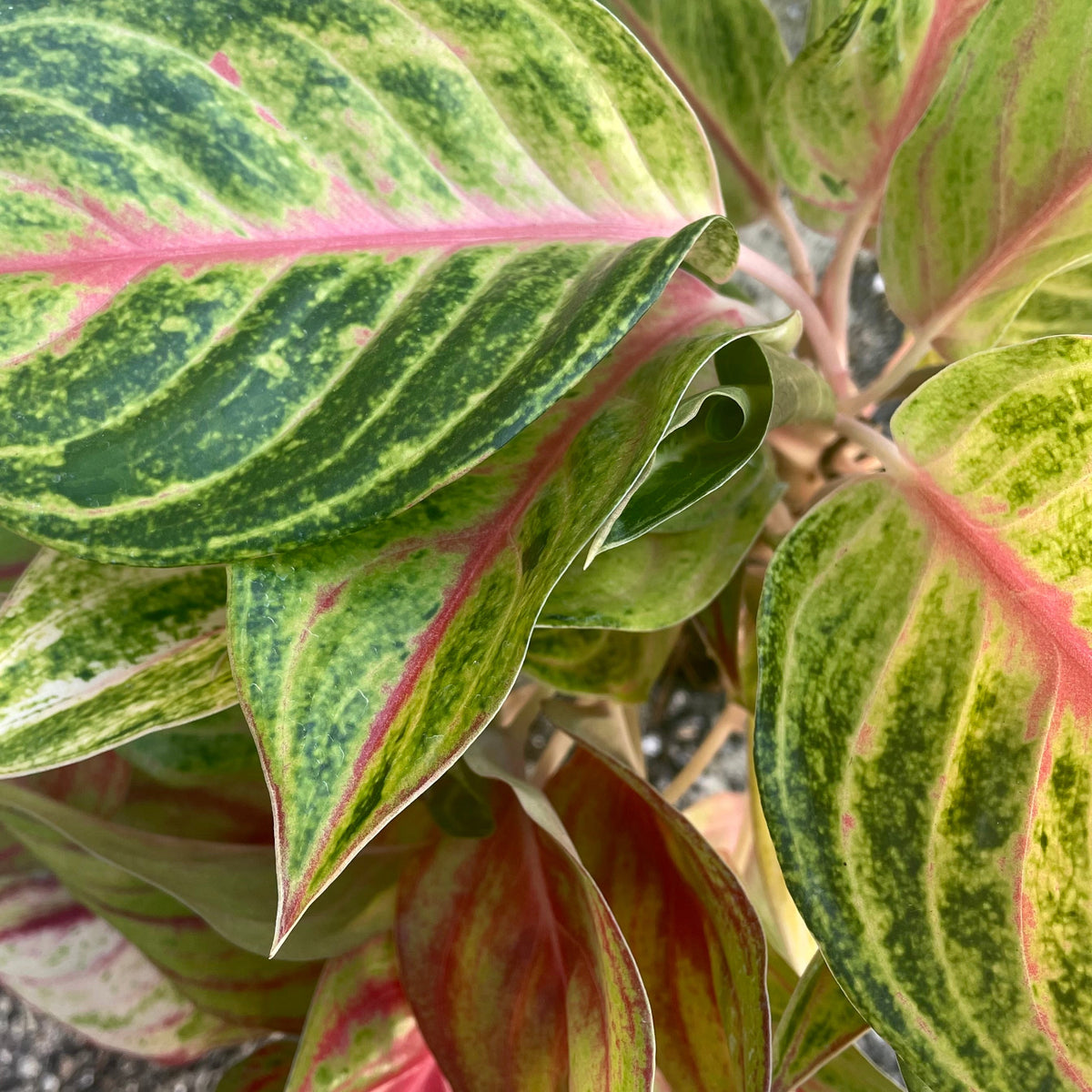 aglaonema golden papaya Aglaonema 'Papaya' 5" at SPROUT HOME