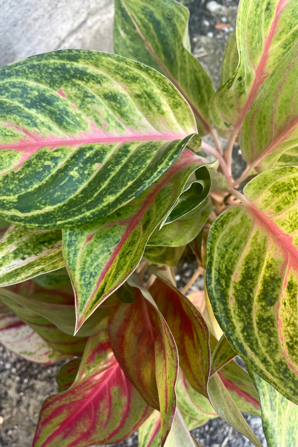 An overhead detailed view of Aglaonema 'Papaya' 5" 