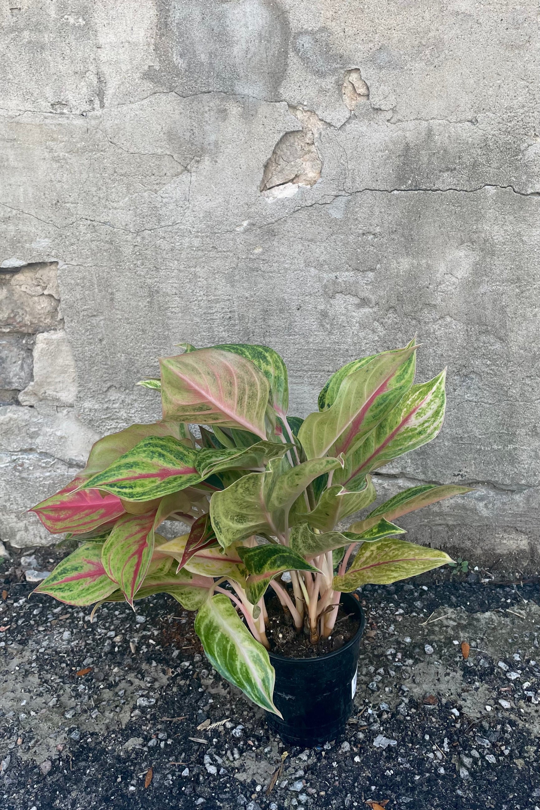 A full view of the 5" Aglaonema 'Papaya' in a grow pot against a concrete backdrop ©Sprout Home