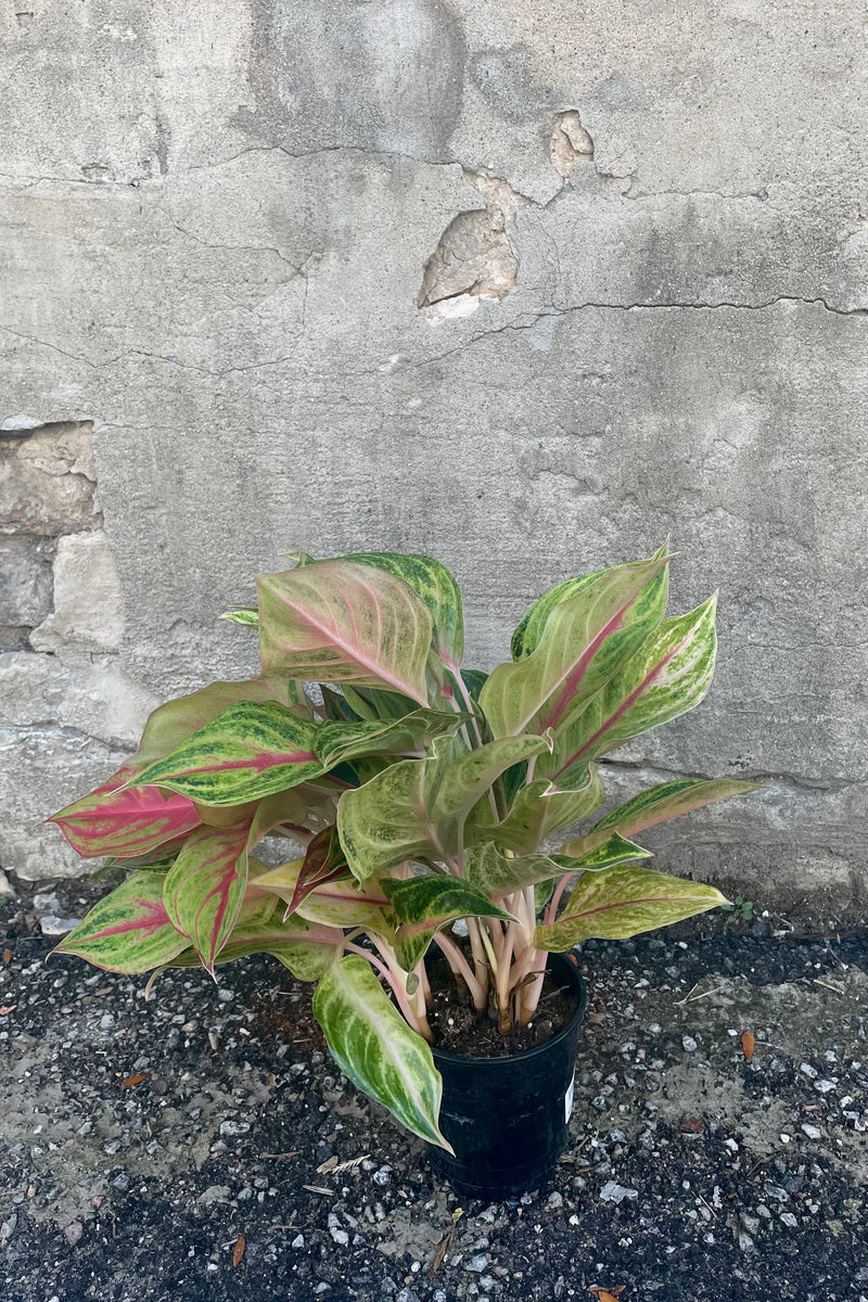 A full view of the 5" Aglaonema 'Papaya' in a grow pot against a concrete backdrop