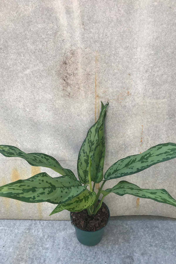 Photo of mottled green leaves of Aglaonema 'Romeo' in a 4" nursery pot.