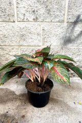 A full view of Aglaonema 'Red Emerald' 8" in grow pot against concrete backdrop