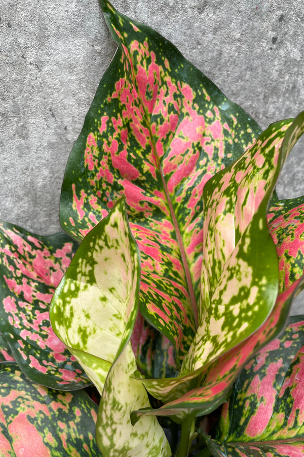 Close up of pink and green Aglaonema 'Red Valentine' leaves