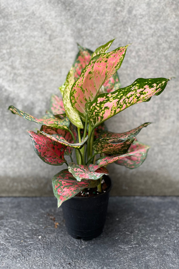 Aglaonema 'Red Valentine' in grow pot in front of grey background