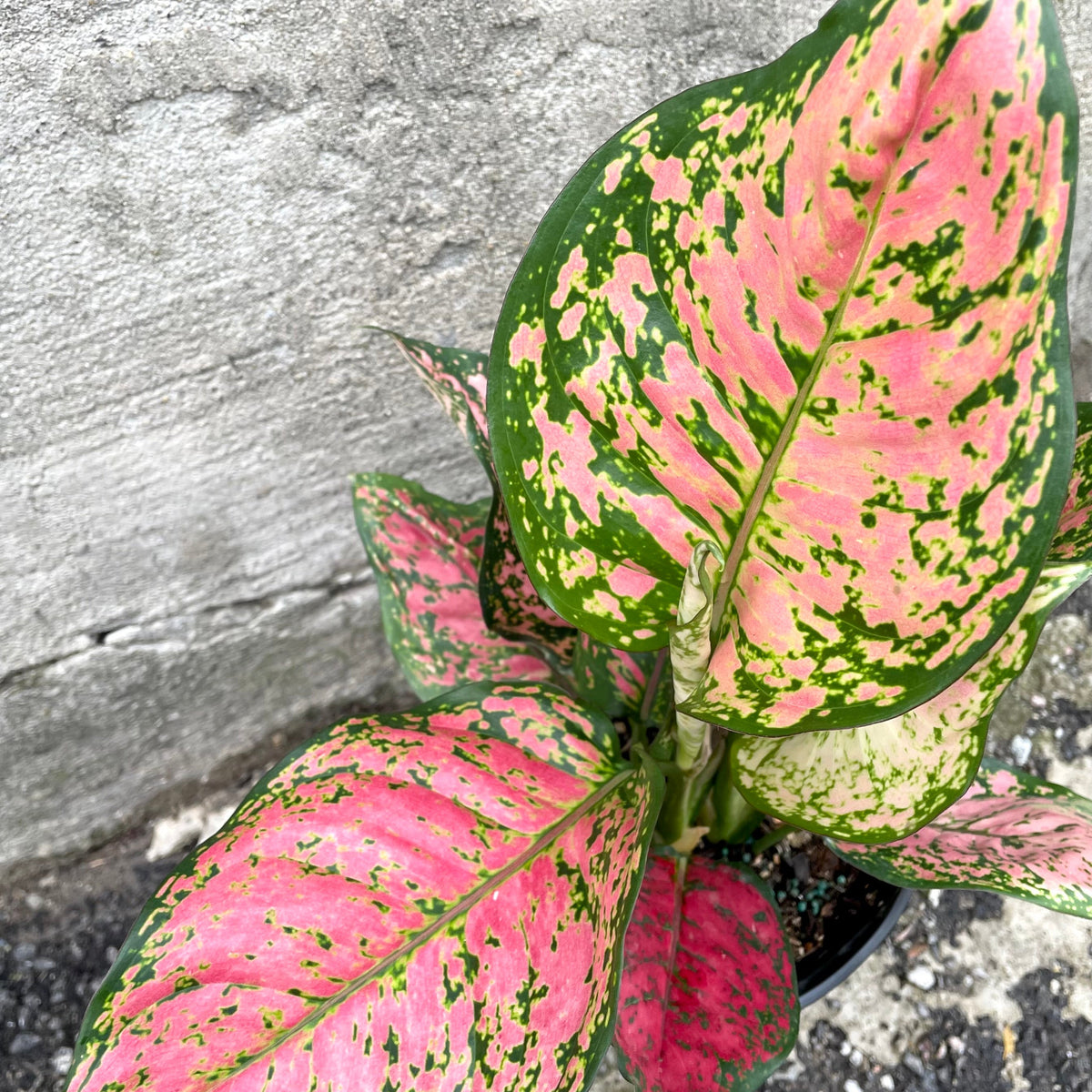 aglaonema red valentine for sale Aglaonema 'Red Valentine' 6" at SPROUT HOME
