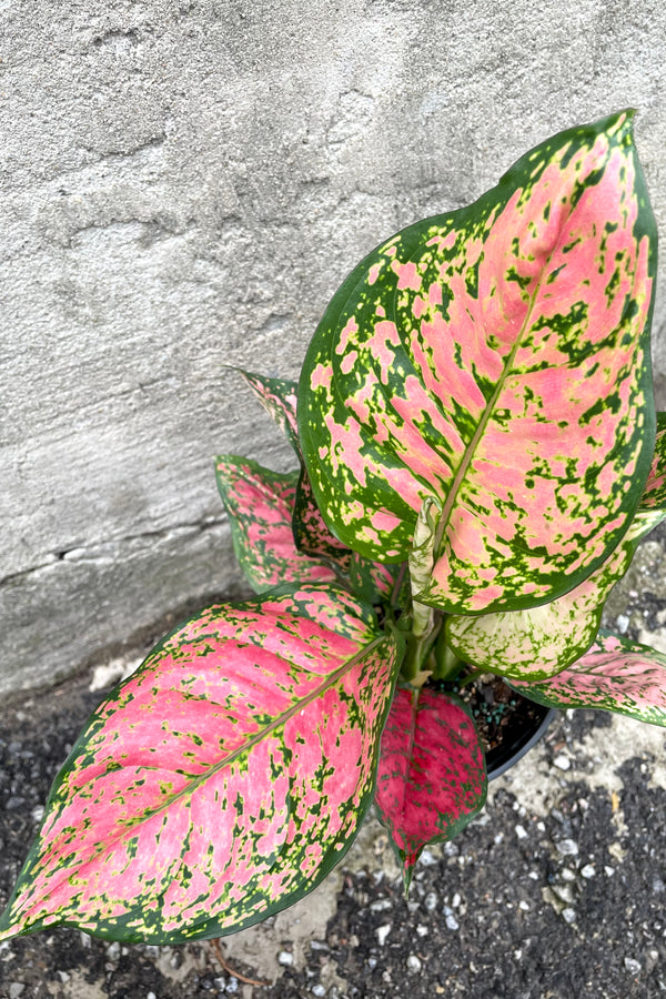 An overhead view of the leaves of the 6" Algaonema 'Red Valentine' against a concrete backdrop