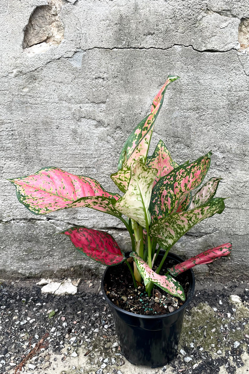 A frontal view of the 6" Algaonema 'Red Valentine' in a grow pot against a concrete backdrop