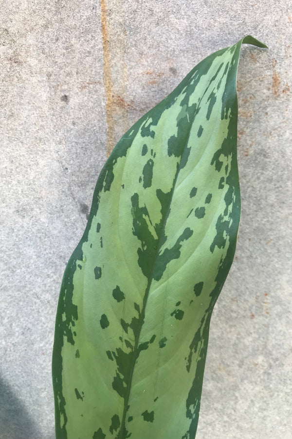 Detail shot of the green mottled leaves of the Aglaonema 'Romeo'  plant.