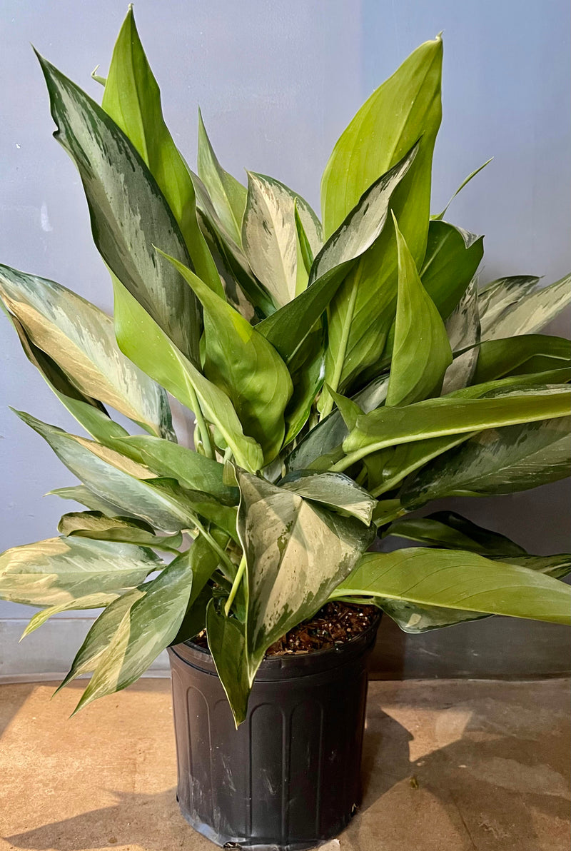 The Aglaonema 'Silverado' 10" sits against a grey wall in a growers pot.