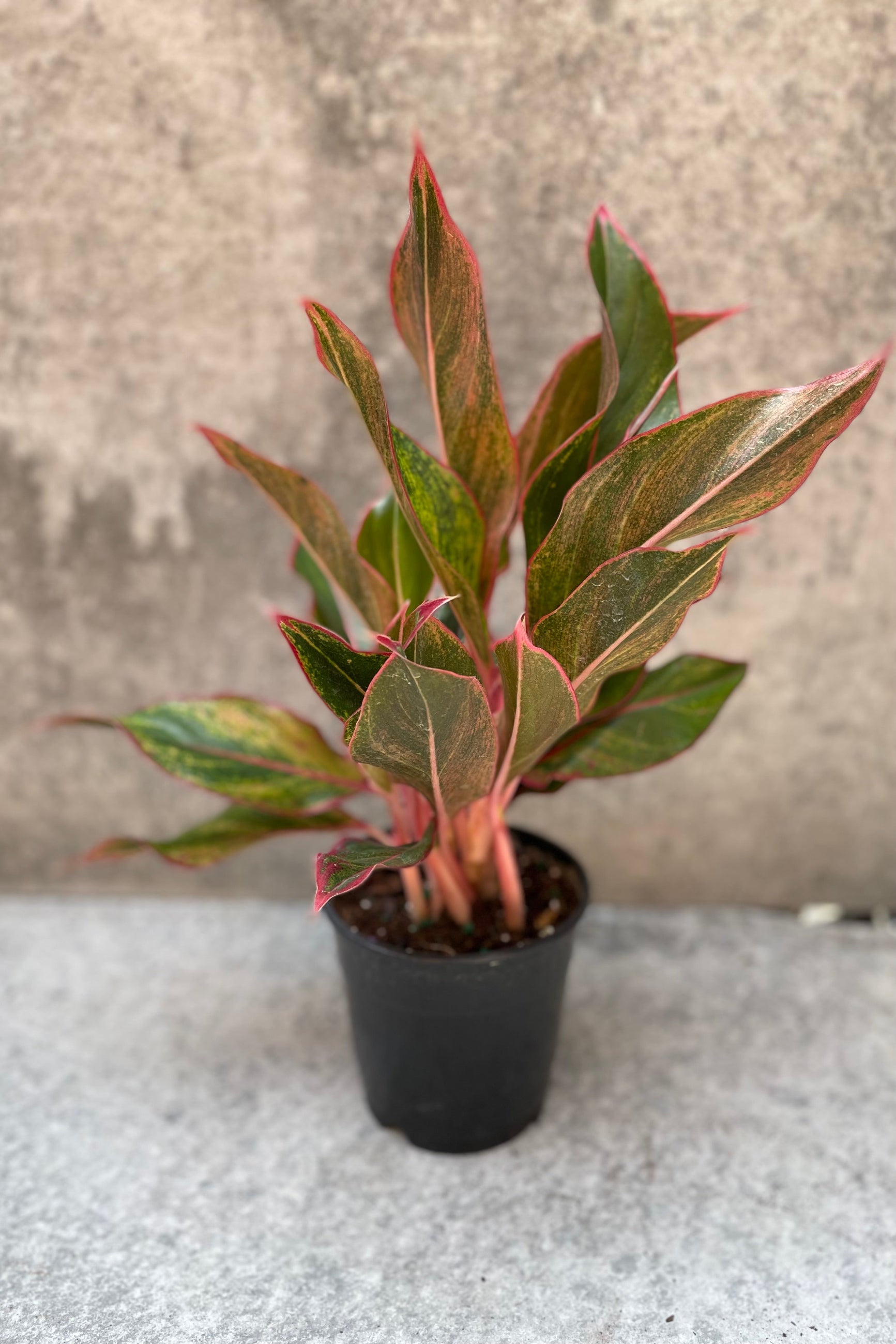 Aglaonema 'Siam' in a 5" growers pot ©Sprout Home