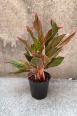 Aglaonema 'Siam' in a 5" growers pot