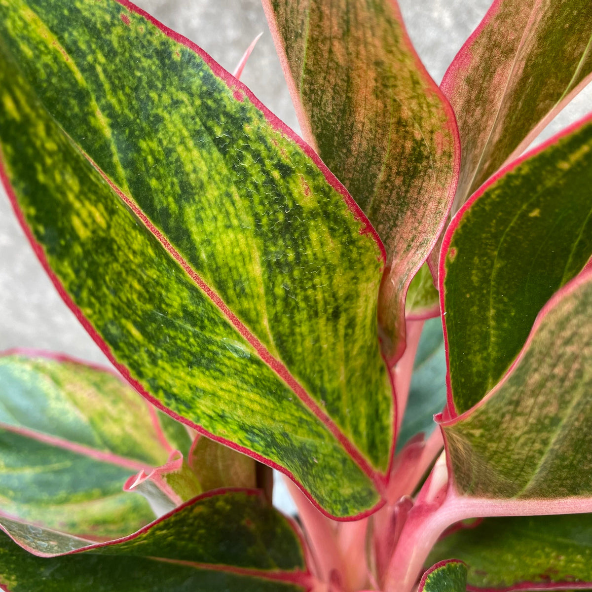aglaonema siam violet Siam Aurora Chinese Evergreen Plant - Aglaonema - Grows in Dim Light