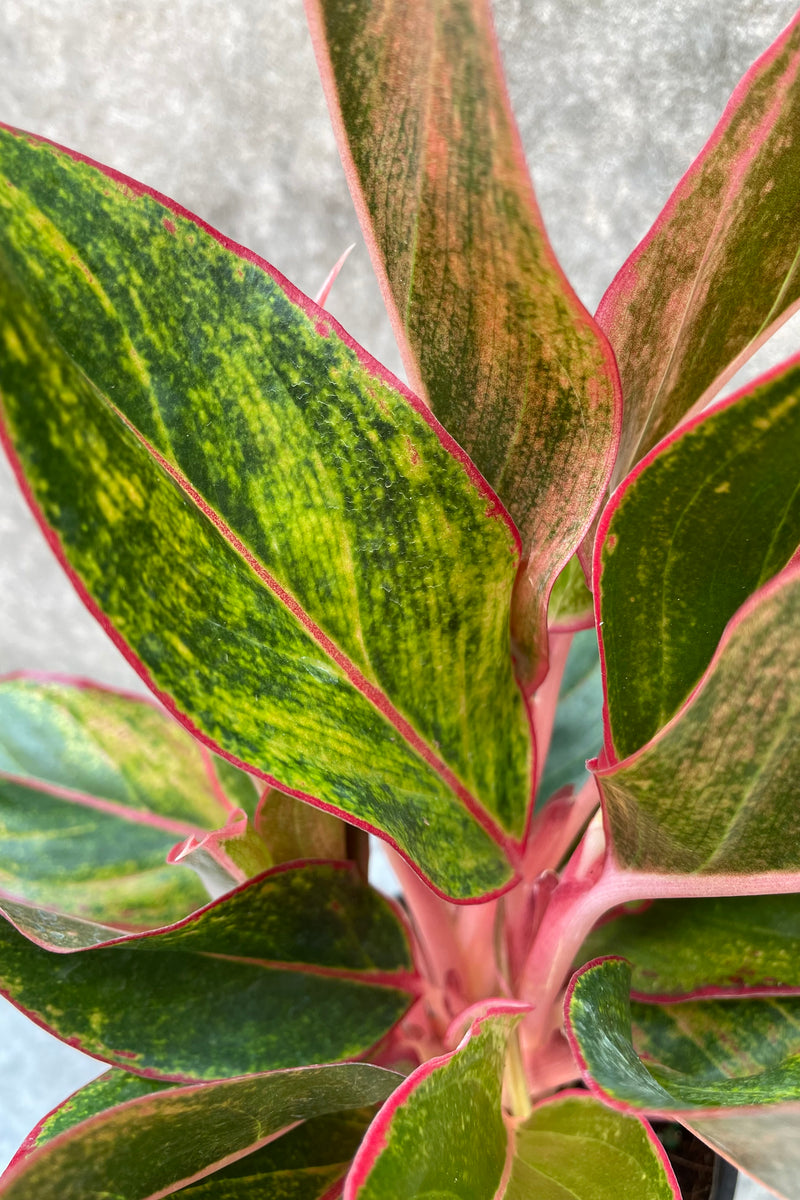 Aglaonema 'Siam' detail shot of the pink and green mottled leaves.