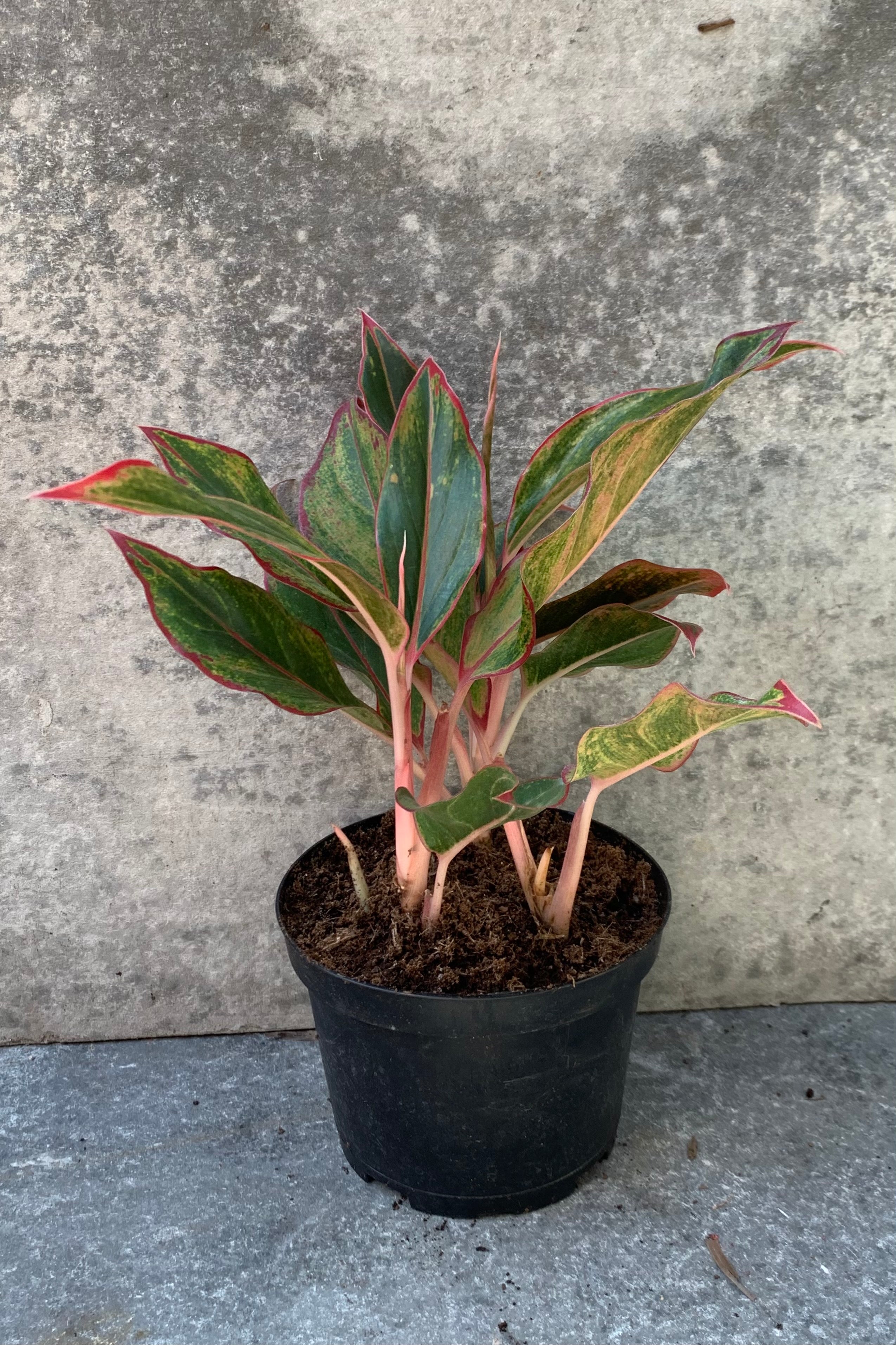 Aglaonema 'Siam' plant in a 6 inch growers pot.