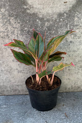 Aglaonema 'Siam' plant in a 6 inch growers pot.
