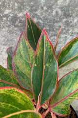 Aglaonema 'Siam' pink and green leaves pictured up close.