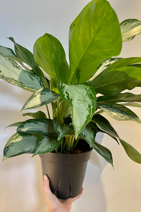 A hand holds the Aglaonema 'Silver Bay' 10" against a white backdrop.