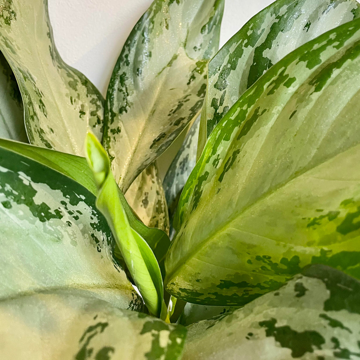 aglaonema sil Aglaonema 'Silver Bay' 10"