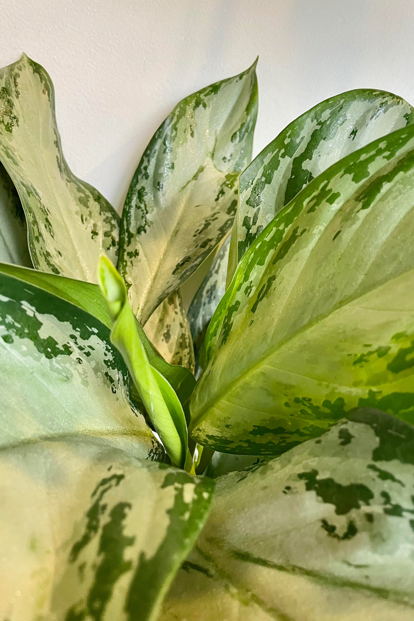 A detailed look at the Aglaonema 'Silver Bay' 10". ©Sprout Home