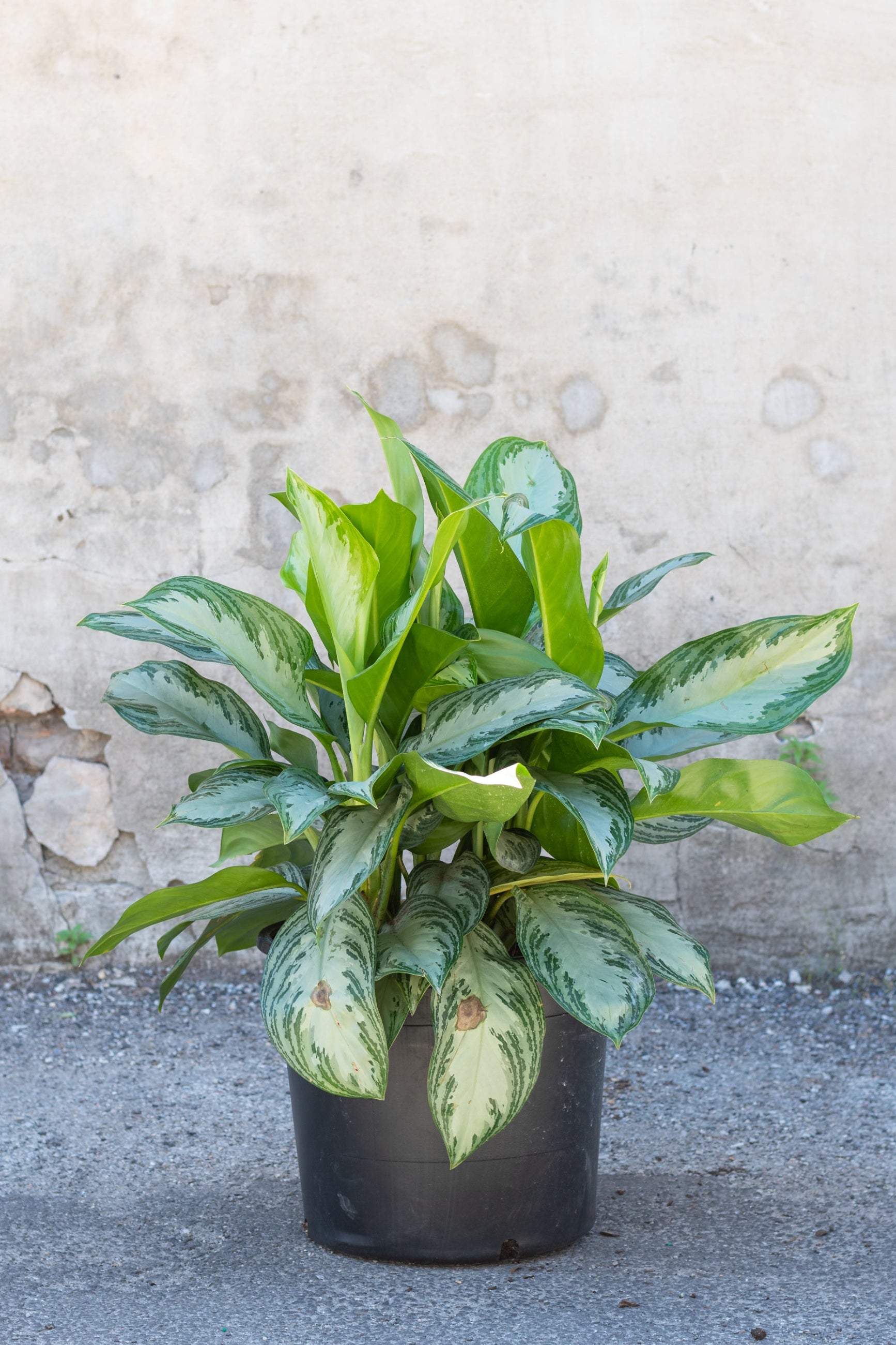 Aglaonema 'Silver Bay' in grow pot in front of grey concrete wall ©Sprout Home