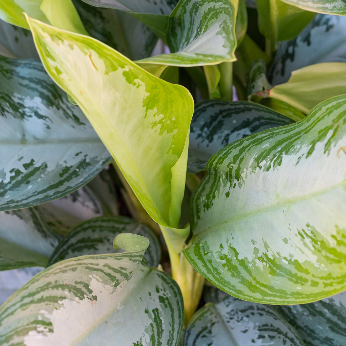 aglaonema sterling Aglaonema 'Silver Bay' 14"