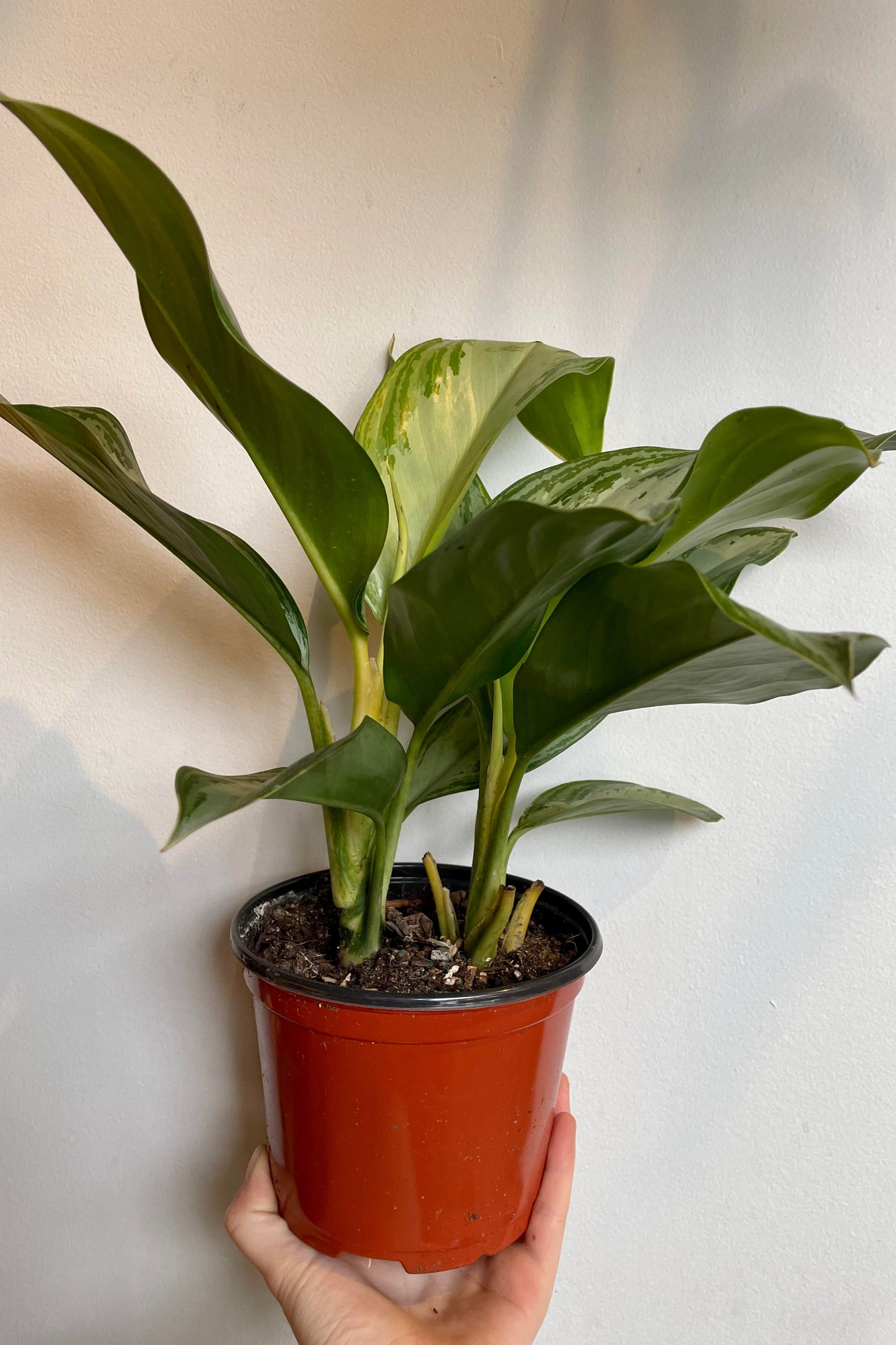 The Aglaonema 'Silver Bay' is held against a white backdrop in a 6" nursery pot. ©Sprout Hot