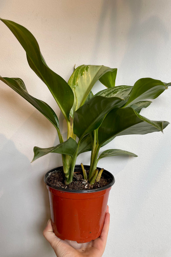 The Aglaonema 'Silver Bay' is held against a white backdrop in a 6" nursery pot.