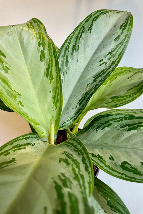 A detailed look at the Aglaonema 'Silver Bay' 6".