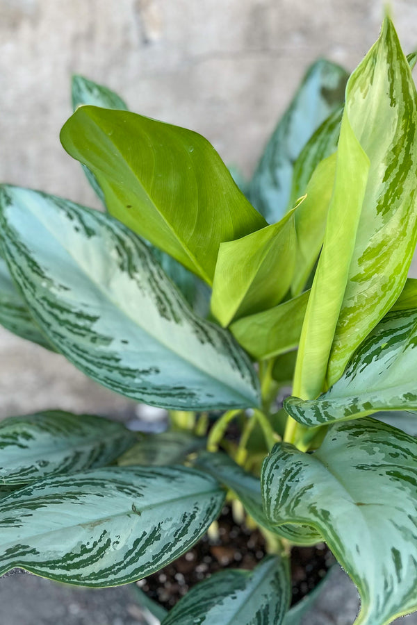 Close up of Aglaonema 'Silver Bay' foliage