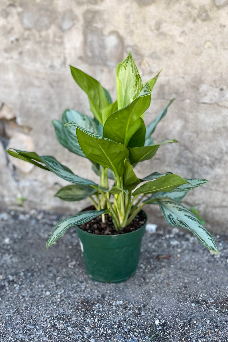 Aglaonema 'Silver Bay' in front of concrete wall