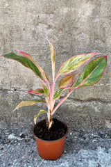 4" growers pot of Aglaonema 'Siam Orange' showing the colorful leaves against a concrete wall at Sprout Home.l