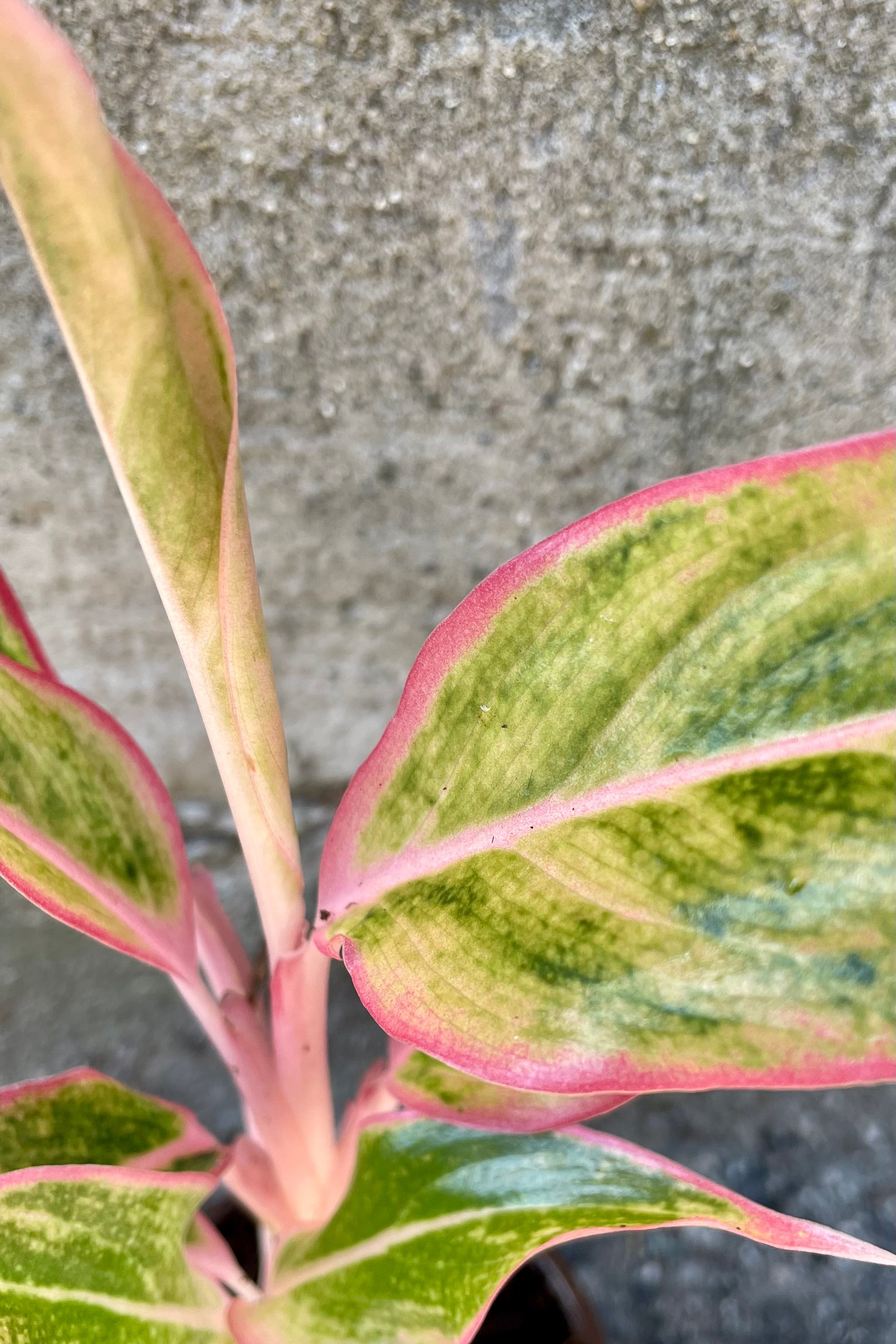 A detail picture of the Aglaonema 'Siam Orange' showing the pink rimmed grand and green leaves.