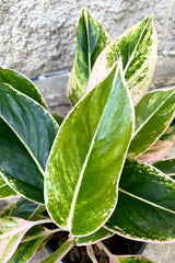 A detail view of Aglaonema 'Siam Pink' 8" against concrete backdrop
